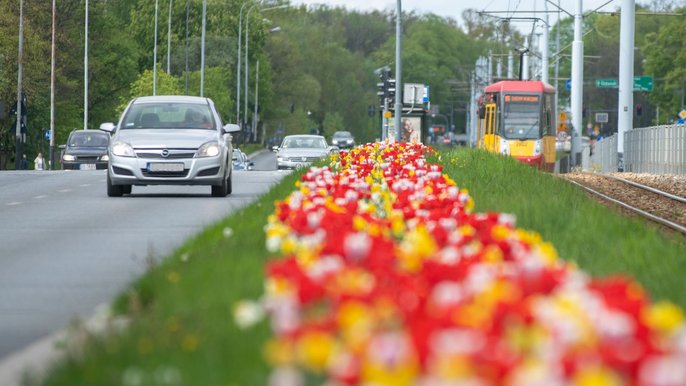 Tulipany na Zgierskiej - fot. Paweł Łacheta