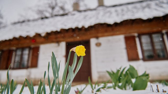 Ogród Botaniczny w Łodzi pod śniegiem - fot. Radosław Jóźwiak