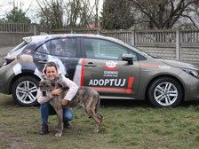 mat. Schronisko dla zwierząt