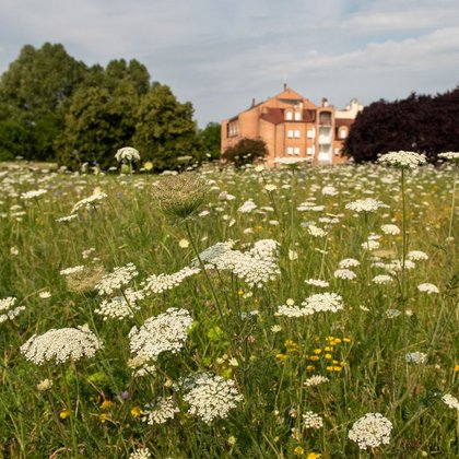 Łąka kwietna w parku Podolskim, fot. ŁÓDŹ.PL