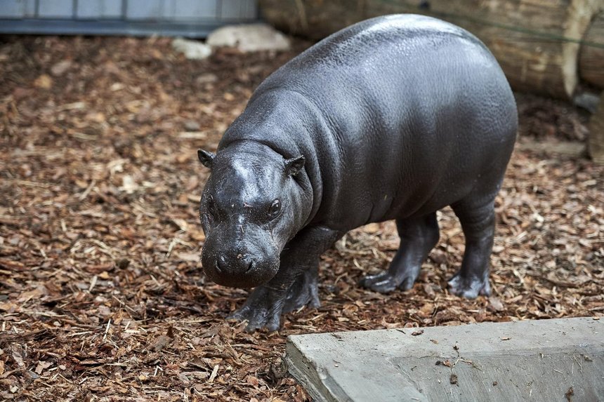 fot. Radosław Jóźwiak / mat. UMŁ
