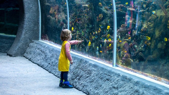 Podwodny tunel w Orientarium w Łodzi - fot. ŁÓDŹ.PL