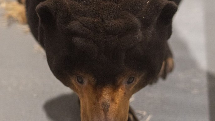 Niedźwiedź malajski w Orientarium w Łodzi - fot. ŁÓDŹ.PL