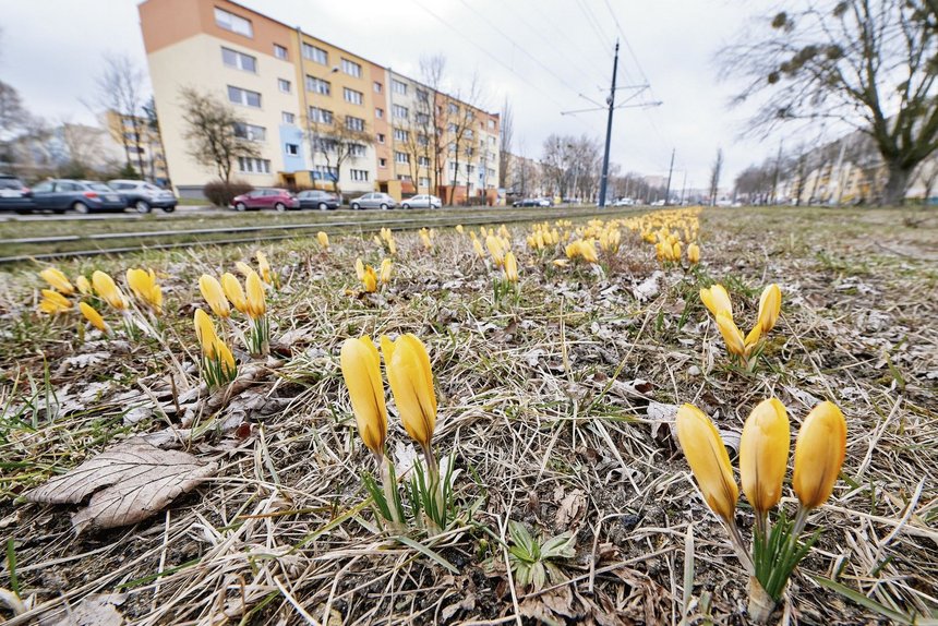 fot. Radosław Jóźwiak