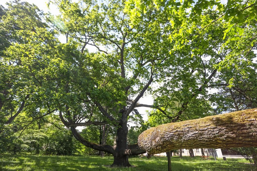 fot. Konrad Ciężki