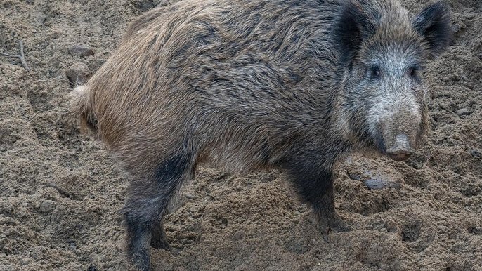 Łodzianie co roku podczas głosowania w Budżecie Obywatelskim wspierają Ośrodek Rehabilitacji Dzikich Zwierząt – do tej pory wygrało aż pięć projektów. 