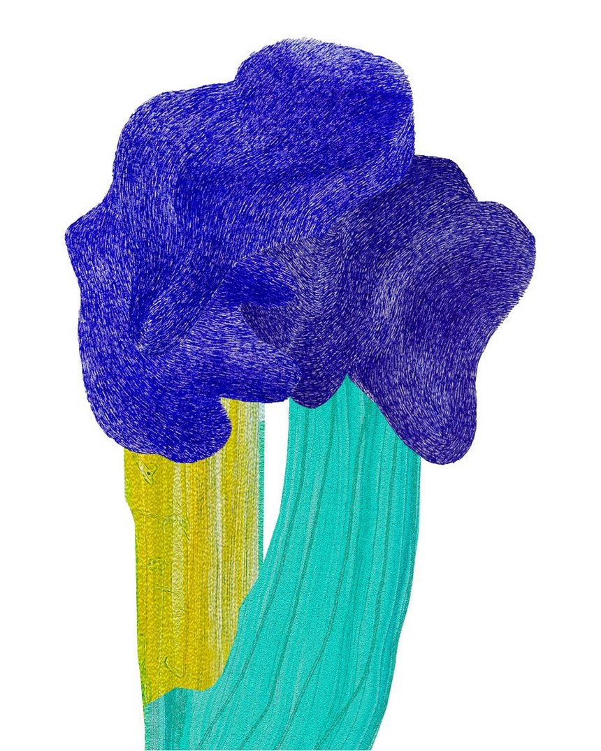 na białym tle jest roślina z jedną turkusową i drugą żółtą łodygą – obie dość grube. roślina ma ciemnoniebieski kwiatostan.