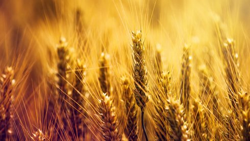 fot. Envato Elements