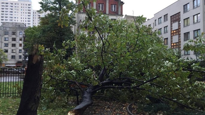 M.in. przy al. Kościuszki w Łodzi porywisty wiatr złamał drzewo - fot. Konrad Ciężki / UMŁ