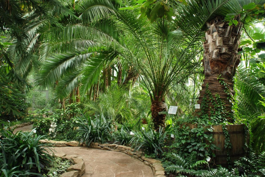 Ścieżka pośród palm wewnątrz Palmiarni