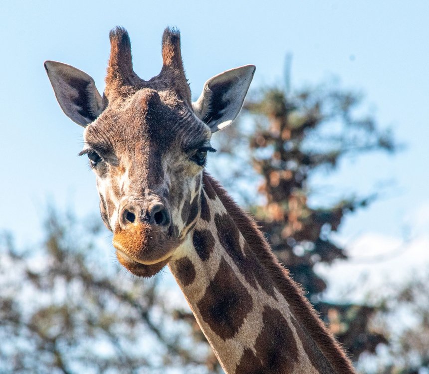 fot. mat. pras. zoo w Łodzi