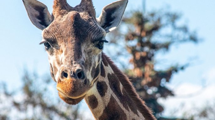 Świętuj urodziny łódzkiego zoo - fot. mat. pras. zoo w Łodzi