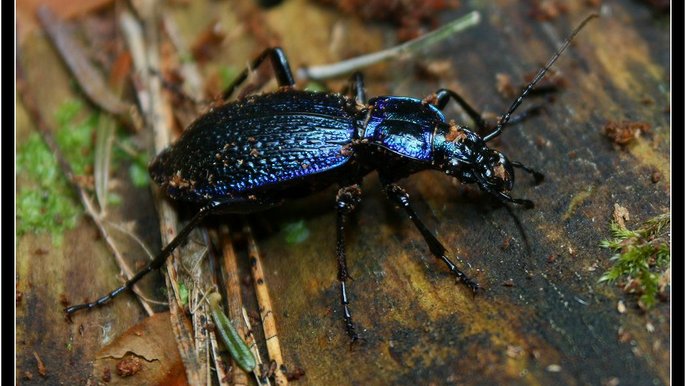 Biegacz pomarszczony 