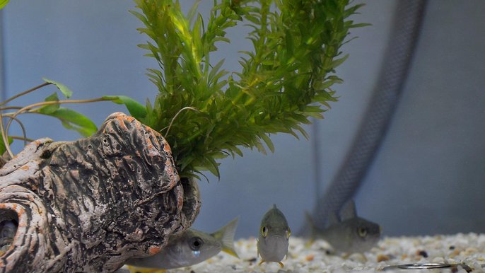 Okonie i małże to bardzo czułe organizmy. Natychmiast reagują na zmianę parametrów wody - mat. ZWIK