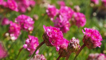  -  Warsztaty ogrodnicze "Wielka piątka skalna – niezawodne rośliny na skalniaki" w Ogrodzie Botanicznym