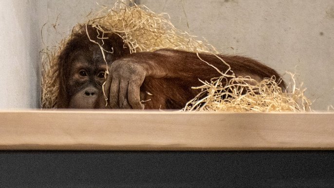 Orientarium w Łodzi. Ketawa, samica orangutana - fot. ŁÓDŹ.PL