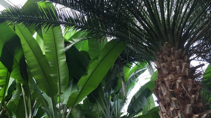 Wnętrze palmiarni - Mat. Palmiarni Ogrodu Botanicznego