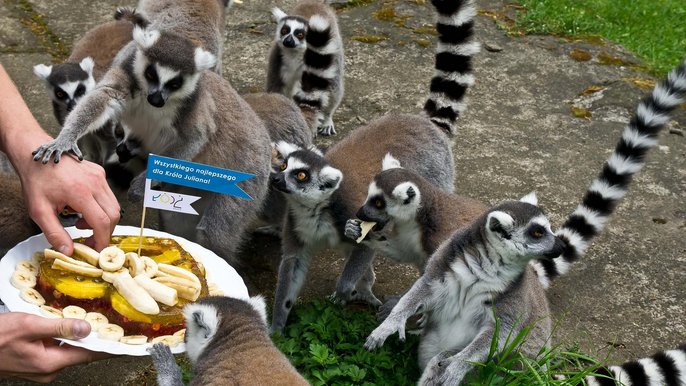 Lemur Julian z okazji swoich imienin otrzymał tort z owoców i galaretki - fot. Andrzej Janecki / UMŁ