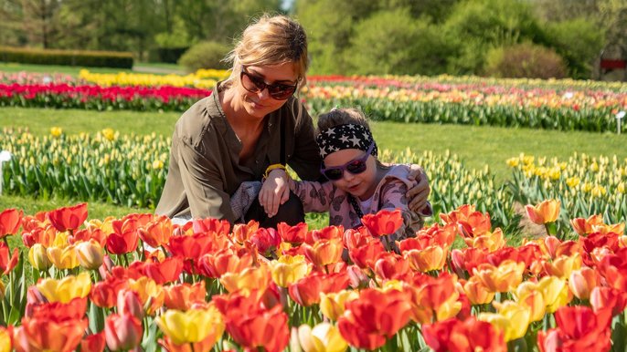 64 tysiące tulipanów w Ogrodzie Botanicznym. Wyjątkowa kolekcja kwiatów w prawie 50 odmianach zaczyna kwitnąć i tworzyć kolorową wystawę - fot. Stefan Brajter / UMŁ