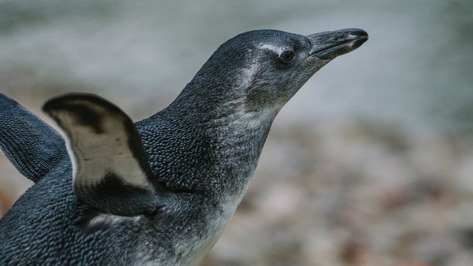 Pingwin Ignacy - fot. UMŁ