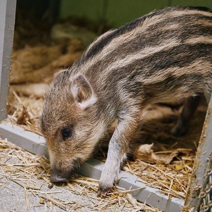 Ośrodek Rehabilitacji Dzikich Zwierząt w Łodzi, fot. ŁÓDŹ.PL
