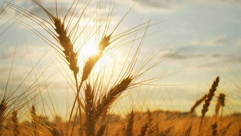 fot. Envato Elements