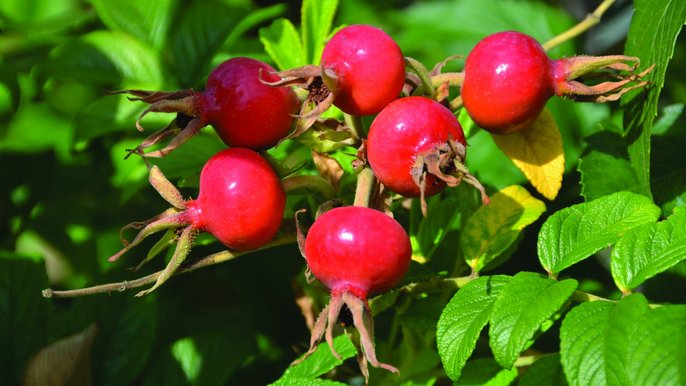 Róża pomarszczona (Rosa rugosa) 