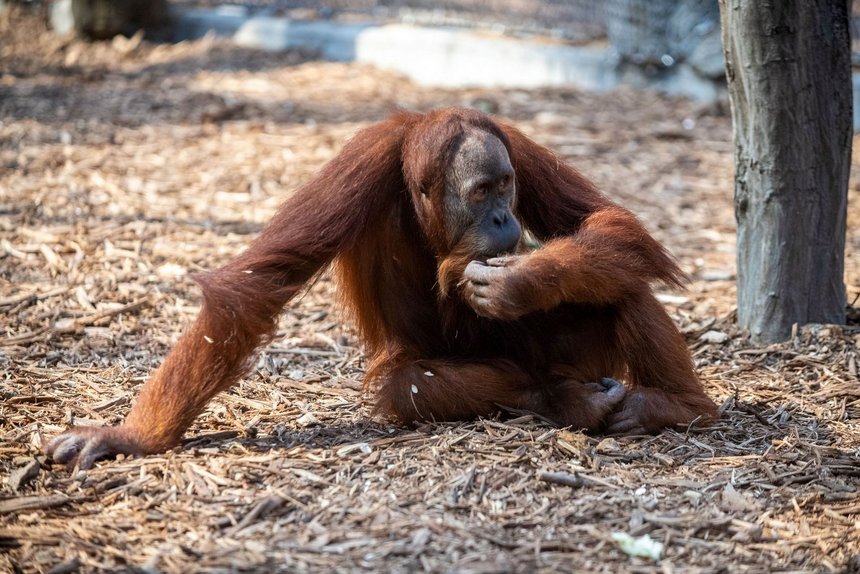fot. Orientarium w Łodzi