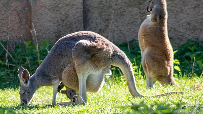 Kangur rudy w torbie matki 