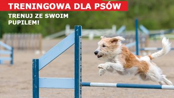 Grafika promująca wydarzenie: Strefa treningowa dla psów w Porcie Łódź -  fot. mat. Port Łódź