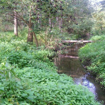 Olsy na Żabieńcu, fot. ŁÓDŹ.PL