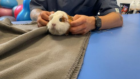 archiwum Fizjo-Pet-Med Kliniki Rehabilitacji Zwierząt w Łodzi