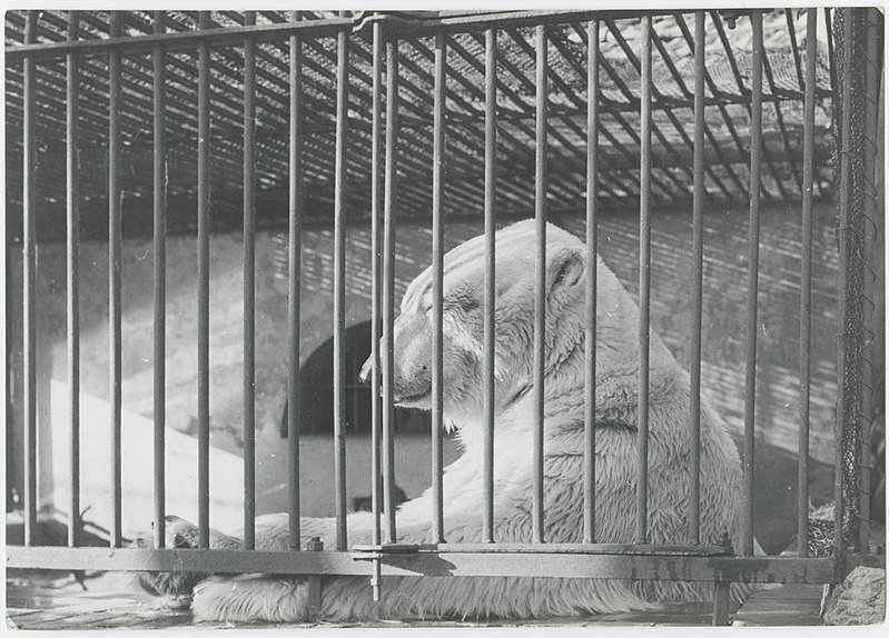 Fotografia wykonana w łódzkim ZOO przedstawia białego niedźwiedzia w klatce. Zdjęcie Ignacego Płażewskiego z domeny otwartej Muzeum Miasta Łodzi. 