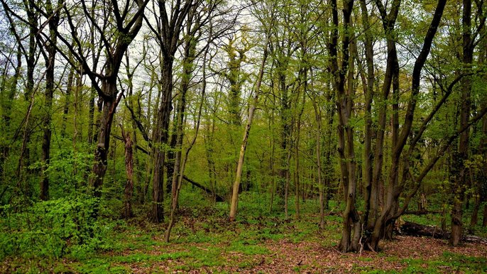 Polesie Konstantynowskie - fot. archiwum ŁOT