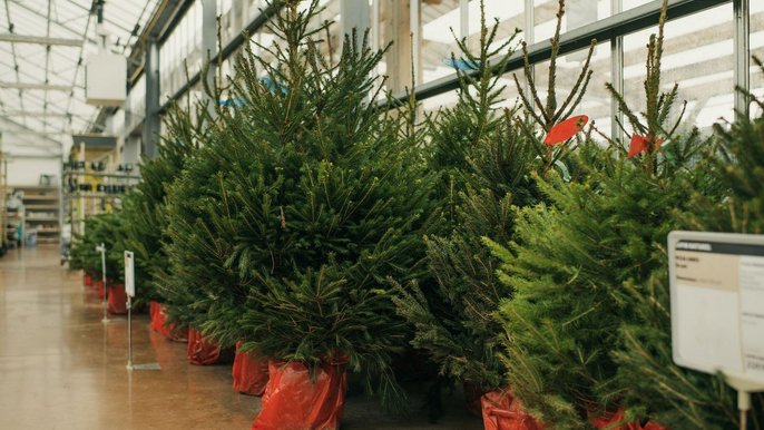 Gdzie kupić choinkę - fot. Envato Elements