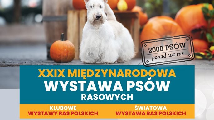 Międzynarodowa Wystawa Psów Rasowych 