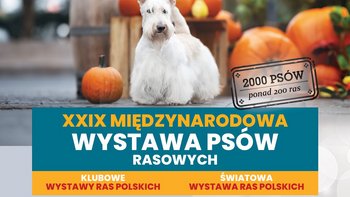 Międzynarodowa Wystawa Psów Rasowych  