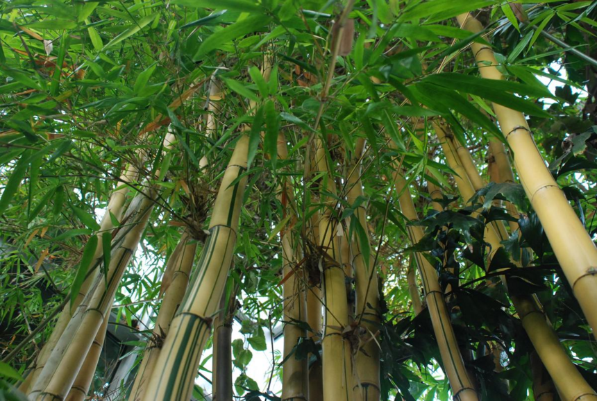 Bambusy w Palmiarni 