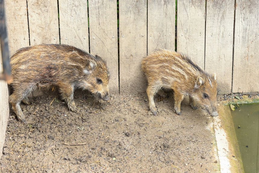 fot. Konrad Ciężki