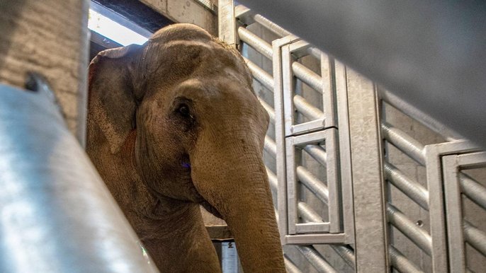 W Łodzi powstaje największy w Europie wybieg dla słoni indyjskich 