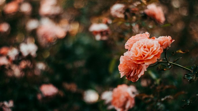 Na terenie Ogrodu Botanicznego rozpocznie się budowa ogrodu różanego - fot. CC0 license