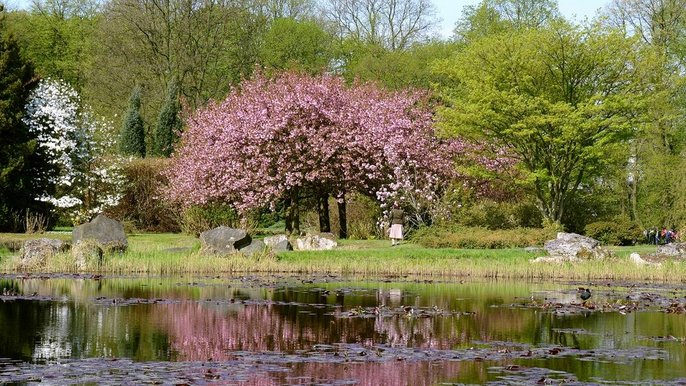 Zdjęcie promujące spacery z serii "OGRÓD BEZ TAJEMNIC, CZYLI PRZYRODNICZE SPACERY PO BOTANIKU". - Ogród Japoński M.Jakubowski