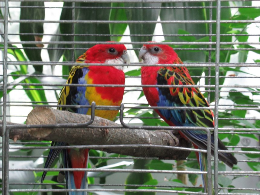 Wystawa „Ptaki egzotyczne” w Palmiarni Ogrodu Botanicznego