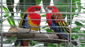  - Wystawa „Ptaki egzotyczne” w Palmiarni Ogrodu Botanicznego