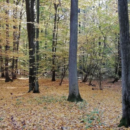 Las Łagiewnicki, fot. ŁÓDŹ.PL