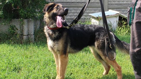 fot. Schronisko w Łodzi