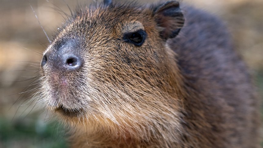 Kapibary impreziary - Dzień Kapibary w Orientarium Zoo Łódź