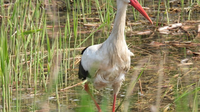  - XXVII Zjazd Regionalny Ornitologów Ziemi Łódzkiej