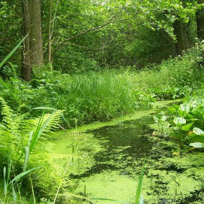 Olsy na Żabieńcu, fot. ŁÓDŹ.PL