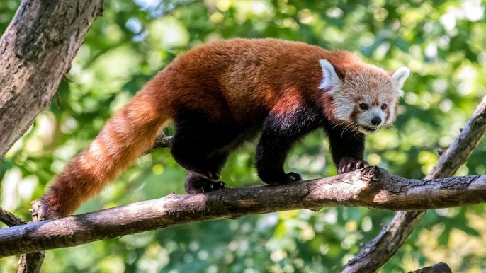 Panda mała - fot. Zoo 